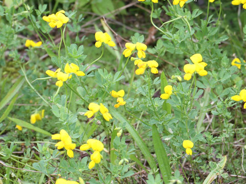 Lotus corniculatus var. japonicus