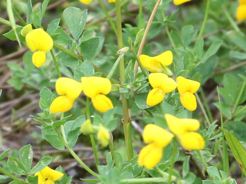 Lotus corniculatus var. japonicus