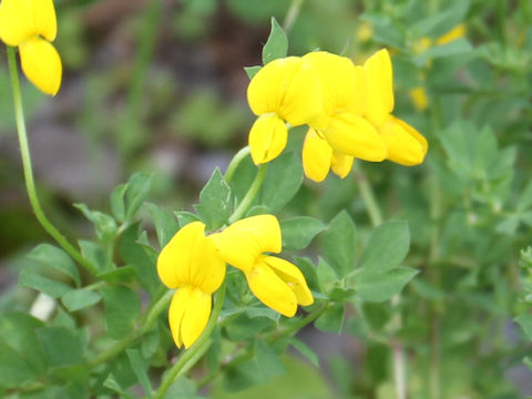 Lotus corniculatus var. japonicus