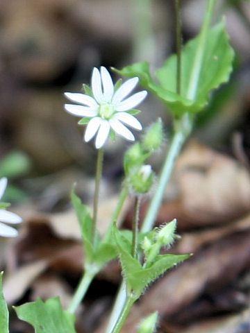 Stellaria sessiliflora