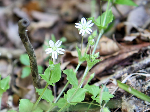 Stellaria sessiliflora