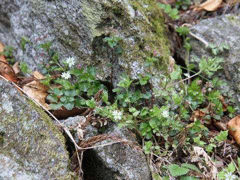 Stellaria sessiliflora