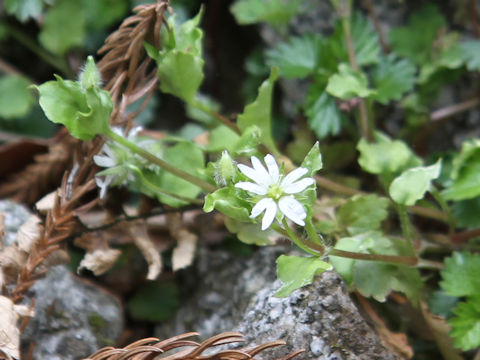 Stellaria sessiliflora