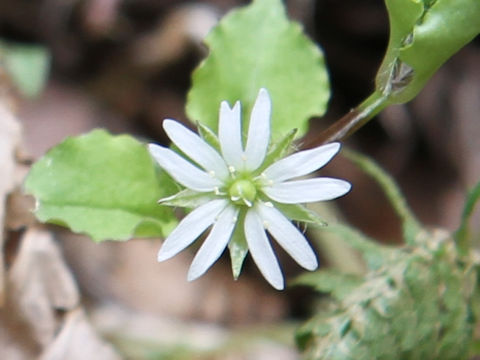 Stellaria sessiliflora