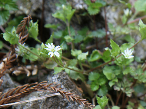 Stellaria sessiliflora