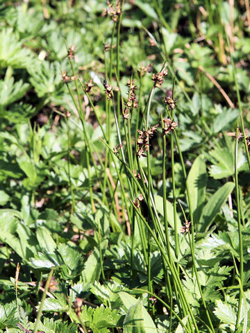 Juncus beringensis