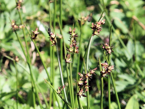 Juncus beringensis