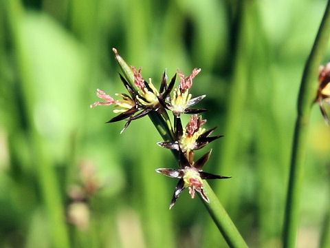 Juncus beringensis