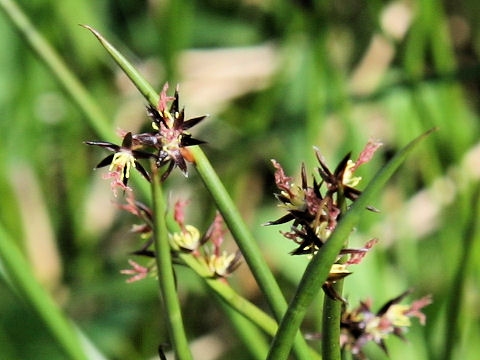 Juncus beringensis