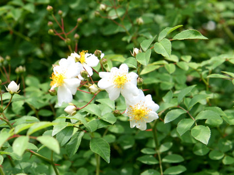 Rosa paniculigera