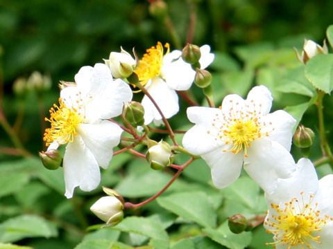 Rosa paniculigera