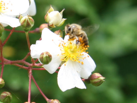 Rosa paniculigera