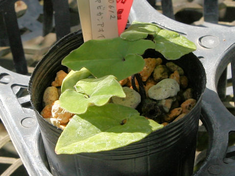 Asarum celsa