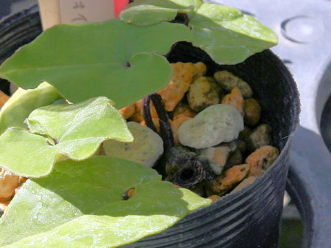 Asarum celsa