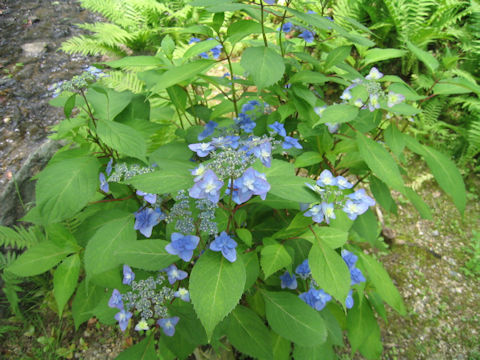 Hydrangea serrata f. Miyama-yaemurasaki