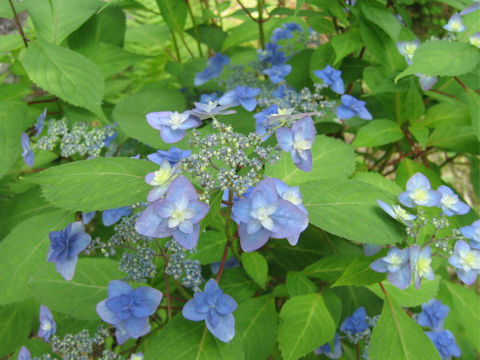 Hydrangea serrata f. Miyama-yaemurasaki