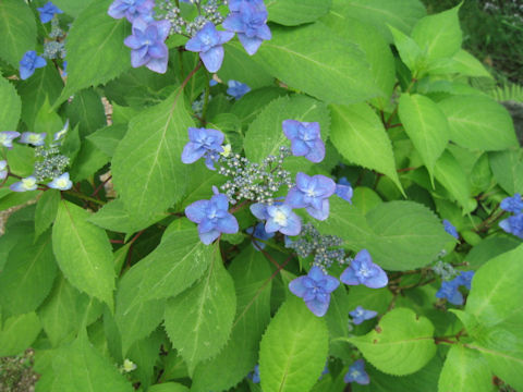 Hydrangea serrata f. Miyama-yaemurasaki