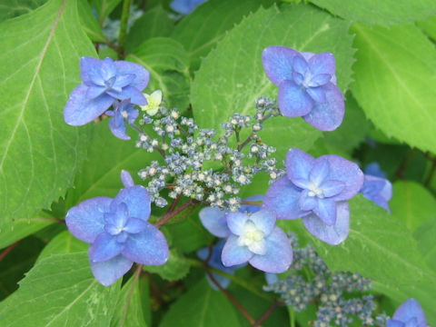 Hydrangea serrata f. Miyama-yaemurasaki