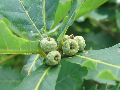 Quercus cuspidata var. horikawae