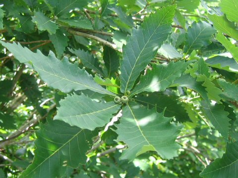 Quercus cuspidata var. horikawae