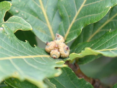 Quercus cuspidata var. horikawae