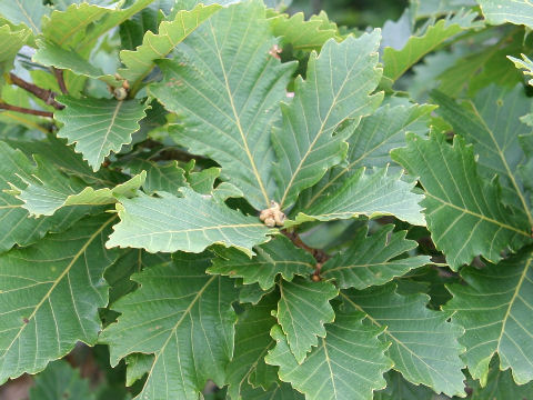 Quercus cuspidata var. horikawae