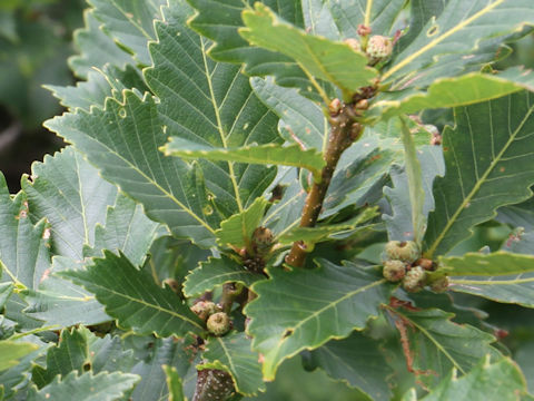 Quercus cuspidata var. horikawae