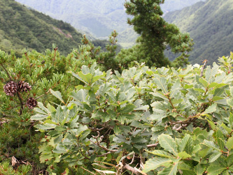 Quercus cuspidata var. horikawae