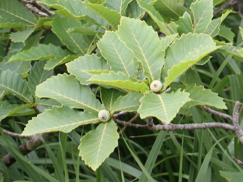 Quercus cuspidata var. horikawae