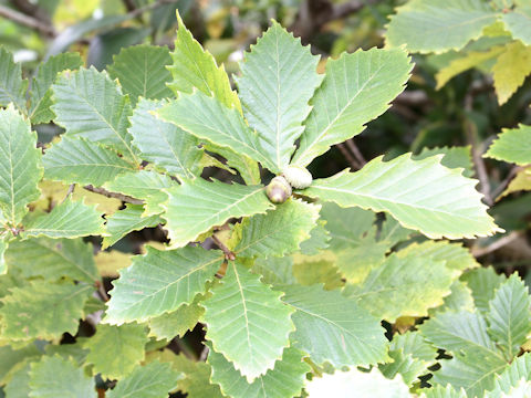 Quercus cuspidata var. horikawae