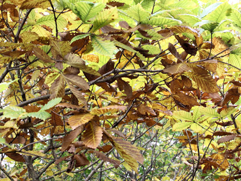 Quercus cuspidata var. horikawae