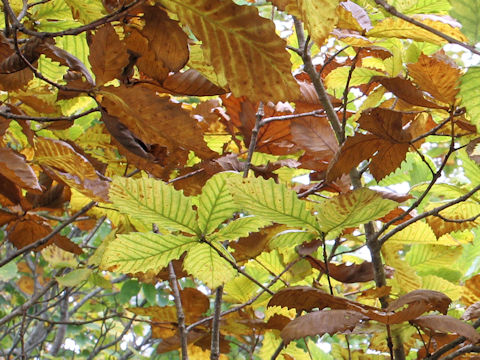 Quercus cuspidata var. horikawae