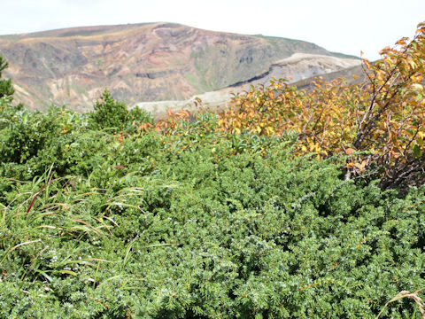 Juniperus communis var. nipponica