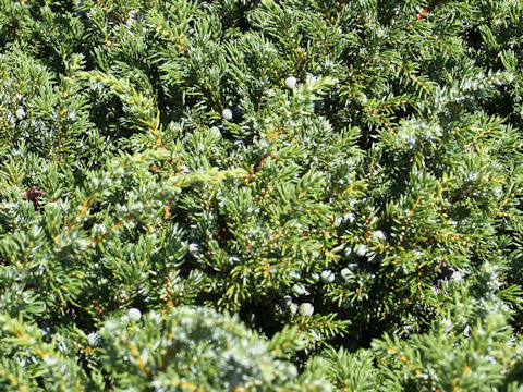 Juniperus communis var. nipponica