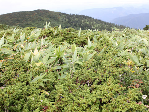 Juniperus communis var. nipponica