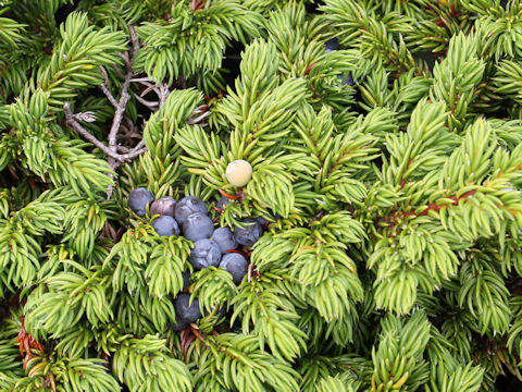 Juniperus communis var. nipponica