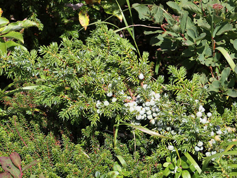 Juniperus communis var. nipponica