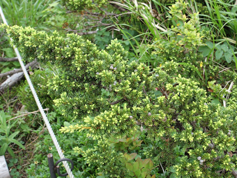 Juniperus communis var. nipponica