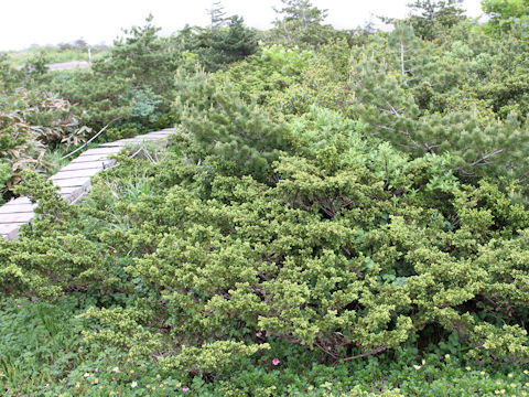 Juniperus communis var. nipponica