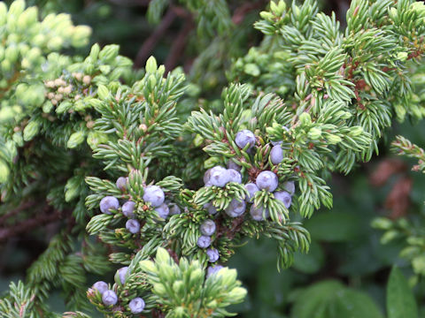 Juniperus communis var. nipponica