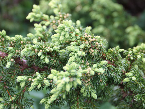 Juniperus communis var. nipponica