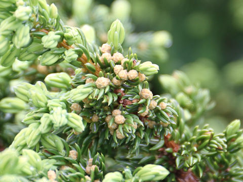 Juniperus communis var. nipponica