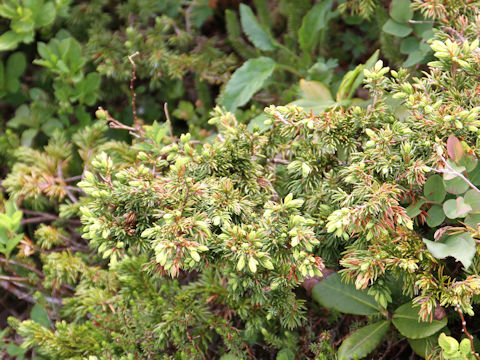 Juniperus communis var. nipponica