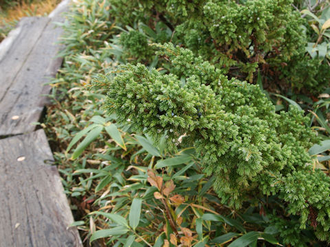 Juniperus communis var. nipponica