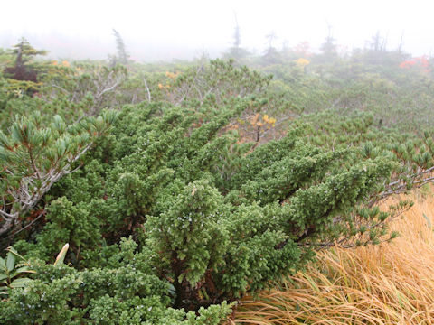 Juniperus communis var. nipponica