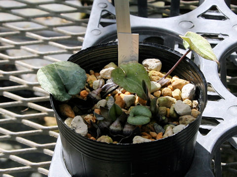 Asarum asper