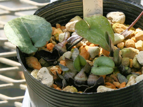Asarum asper