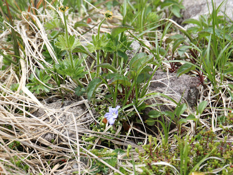 Gentiana nipponica