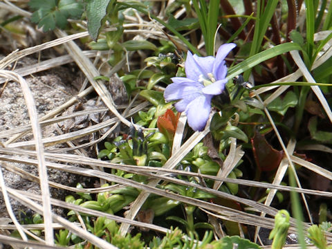 Gentiana nipponica