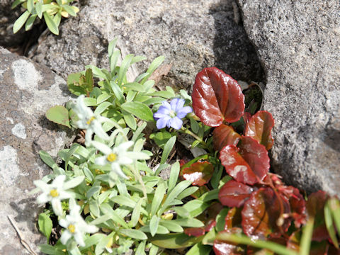 Gentiana nipponica